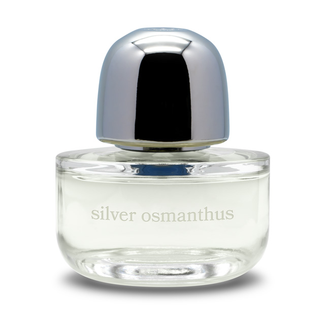 silver osmanthus - kilesa